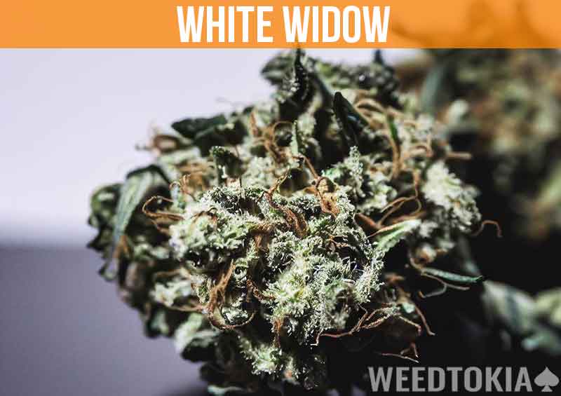 White Widow on desk