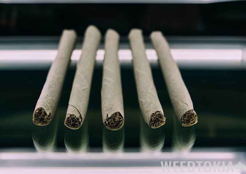 Five pre-rolls at dispensary shelf