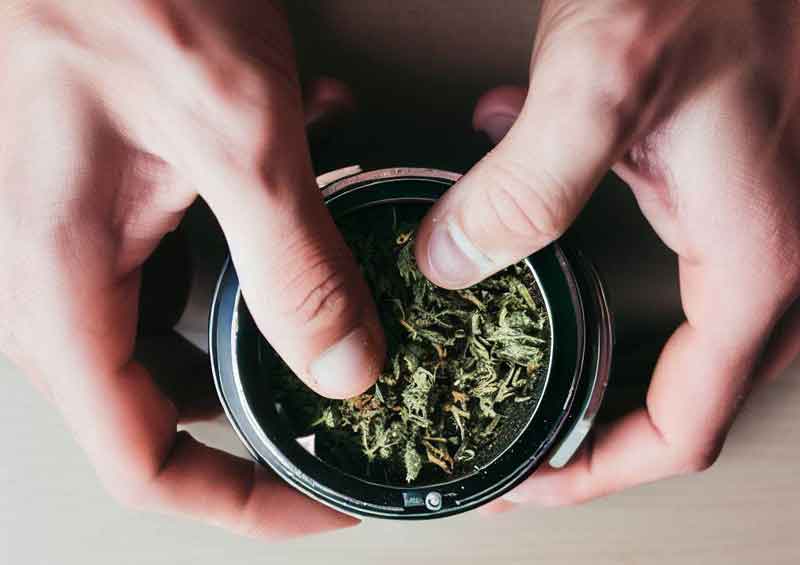 Preparing weed in a grinder