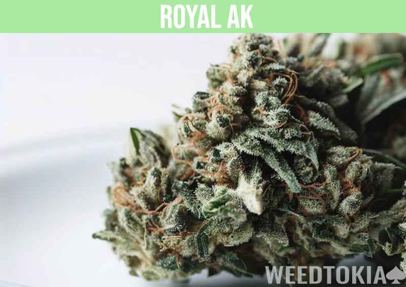 Royal AK marijuana on white plate