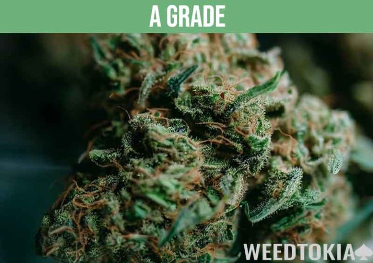 Grades Of Weed Explained: AAAA To D (2024 With Chart) - Weedtokia