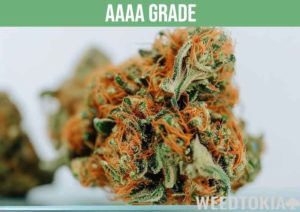 Grades Of Weed Explained: AAAA To D (With Chart) - Weedtokia