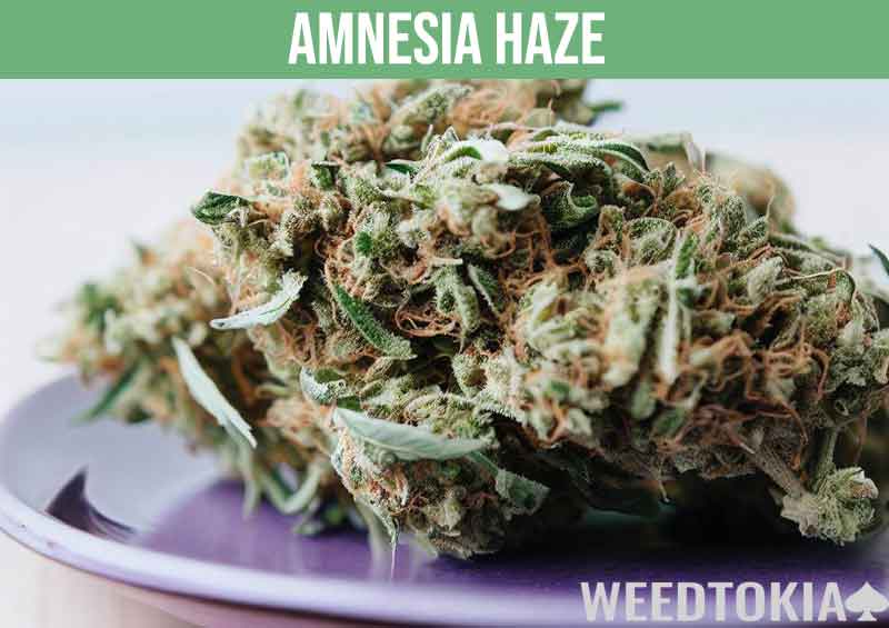 Amnesia Haze high THC strain