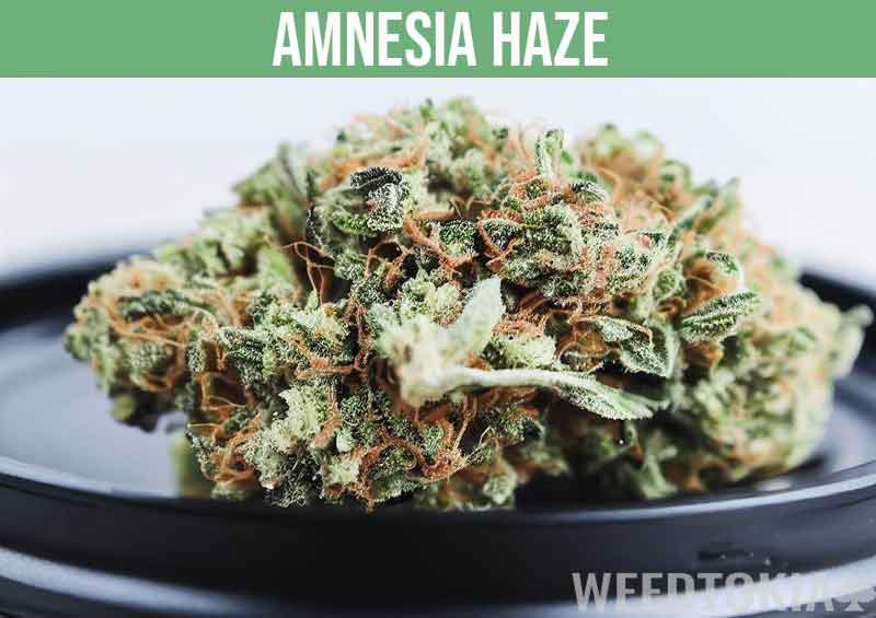 Amnesia Haze on black plate