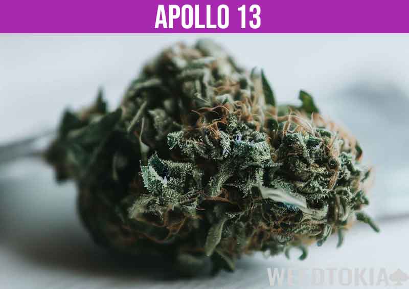 Apollo 13 cannabis strain