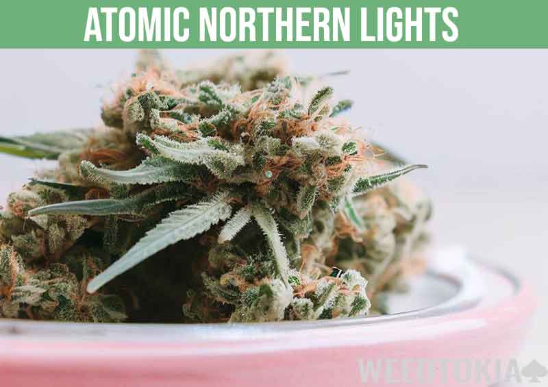 Atomic Northern Lights cannabis strain