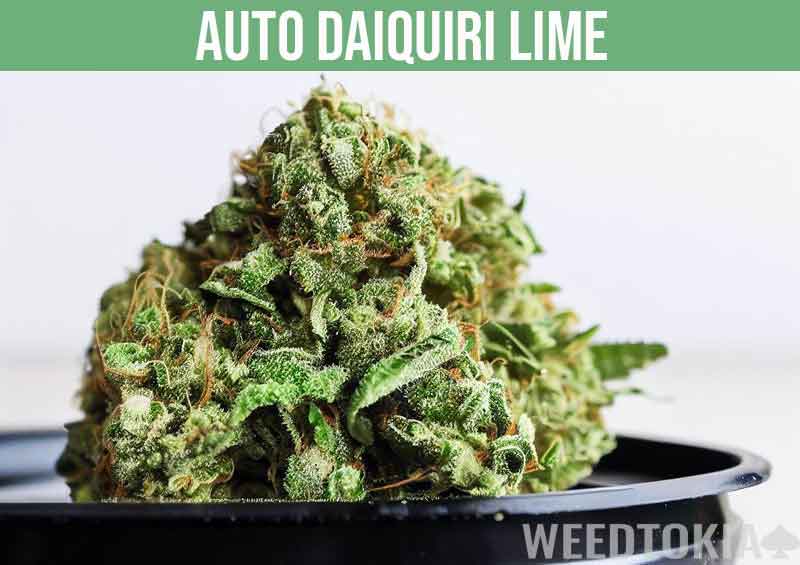 Auto Daiquiri Lime