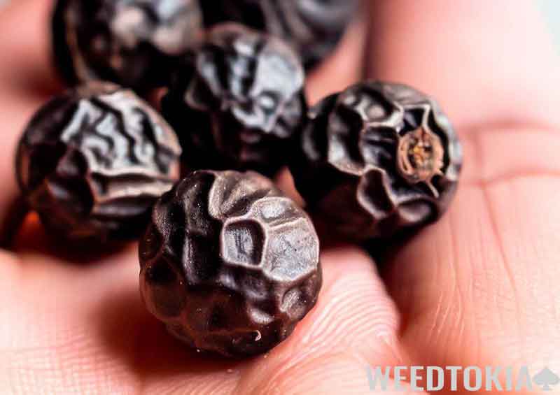 Black Peppercorns in hand