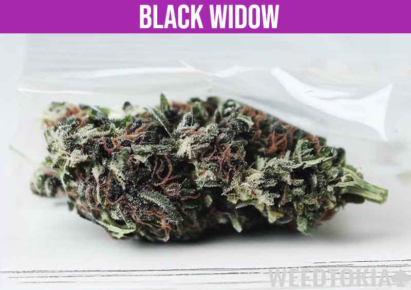 Black Widow weed strain under baggie