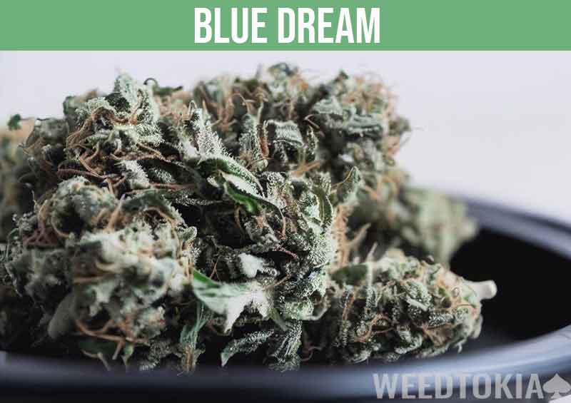 Blue Dream bud in dark plate