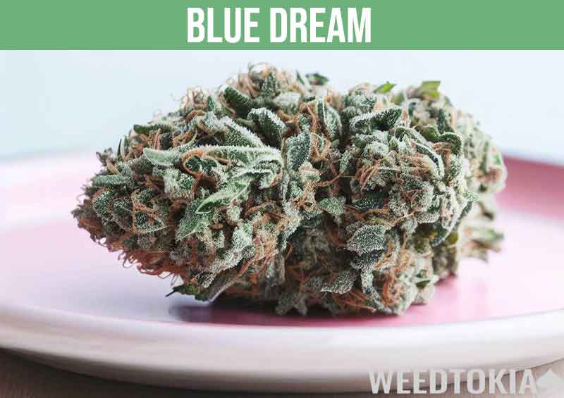 Blue Dream cannabis strain on a pink plate