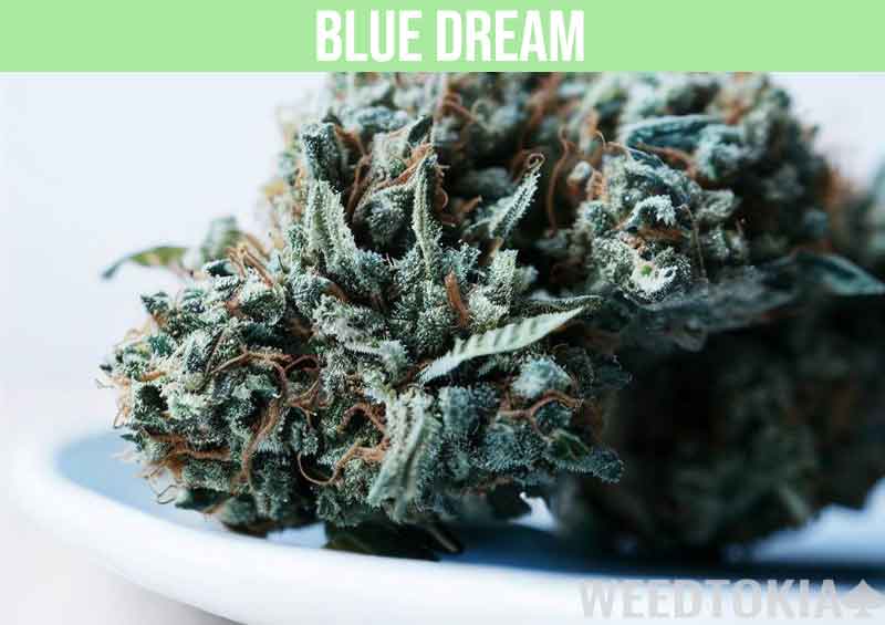 Blue Dream hybrid cannabis strain