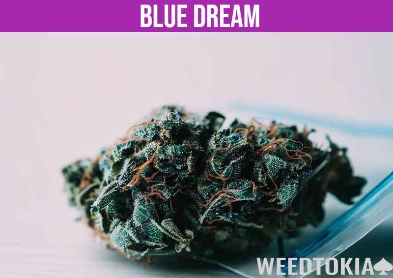 Blue Dream weed outside baggie