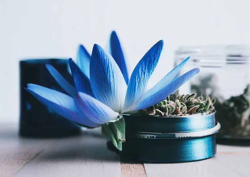 Blue Lotus flower sitting on a marijuana grinder