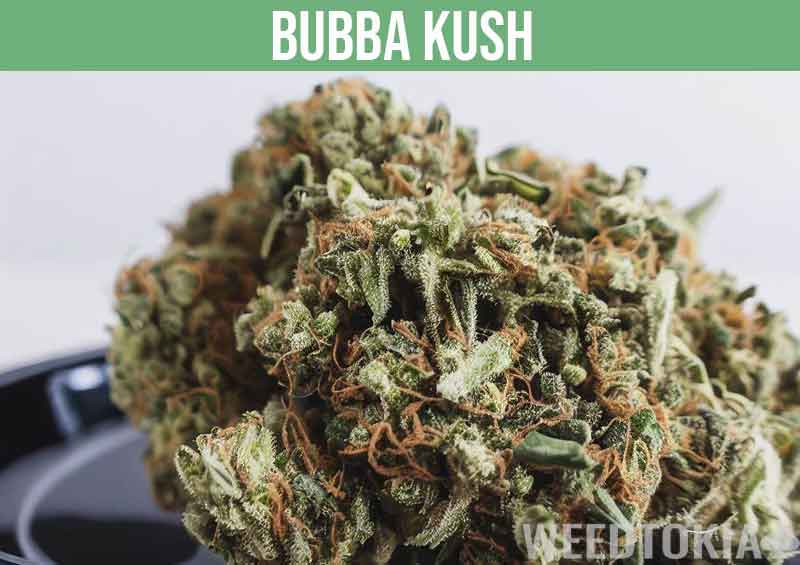 Bubba Kush big bud