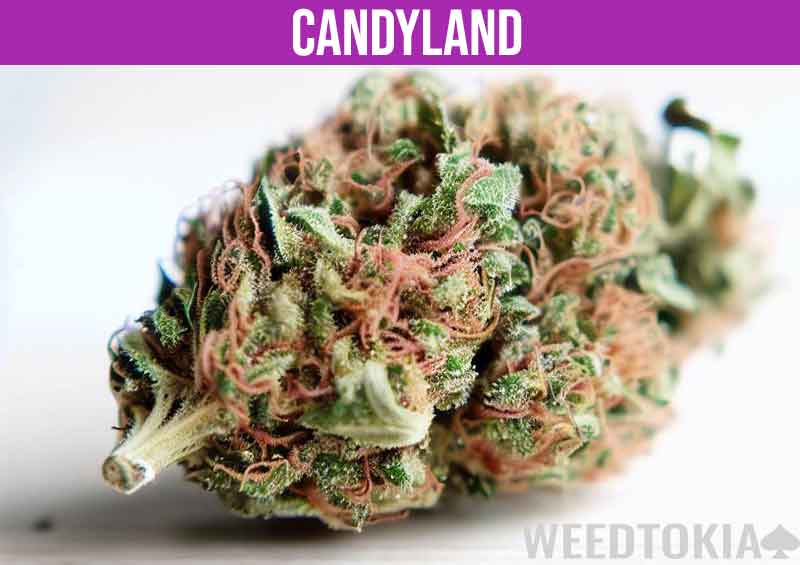 Candyland bud zoomed-in