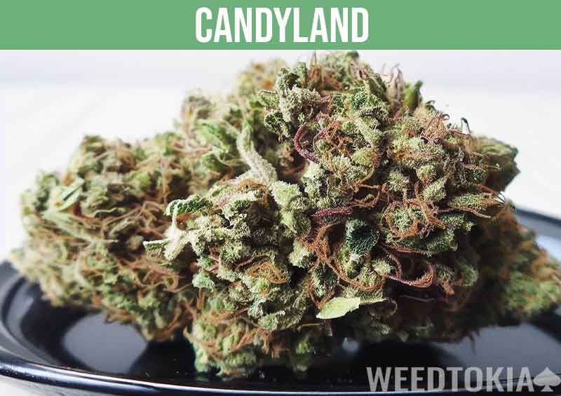 Candyland on black plate