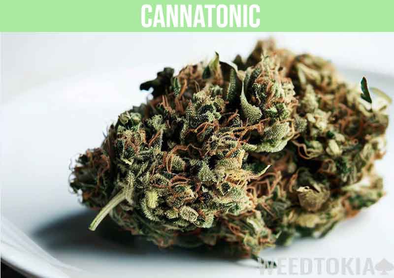 Cannatonic cannabis on a plate