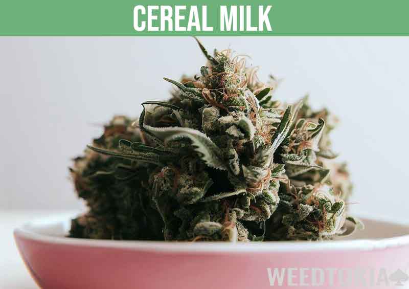 Cereal Milk cannabis strain