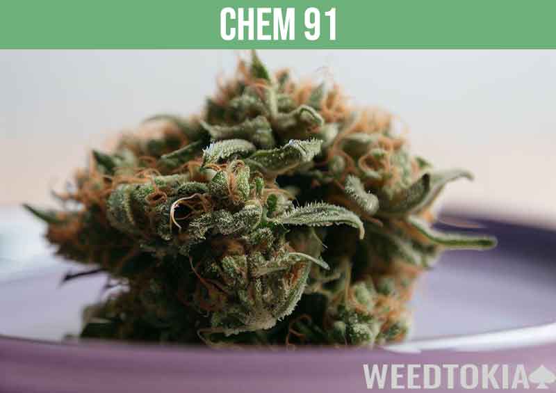 Chem 91, a potent strain