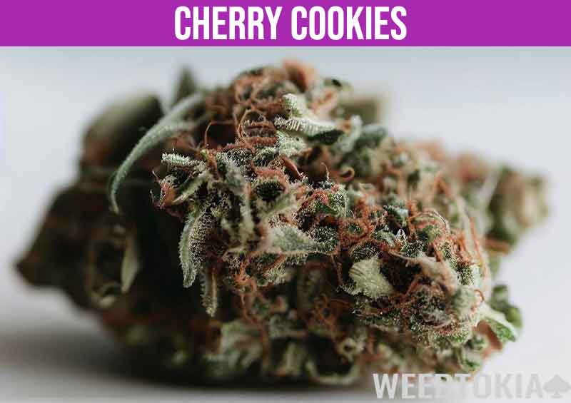 Cherry Cookies weed strain