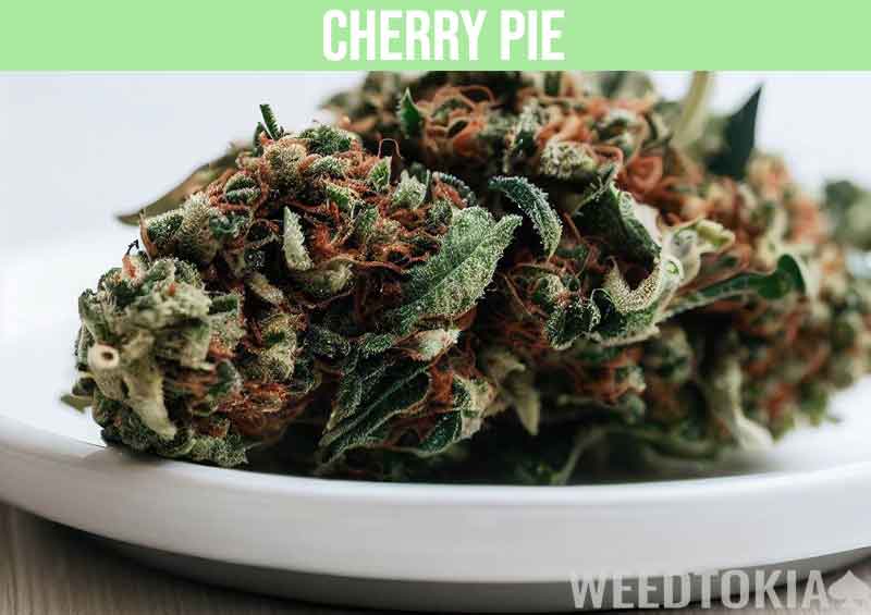 Cherry Pie marijuana strain