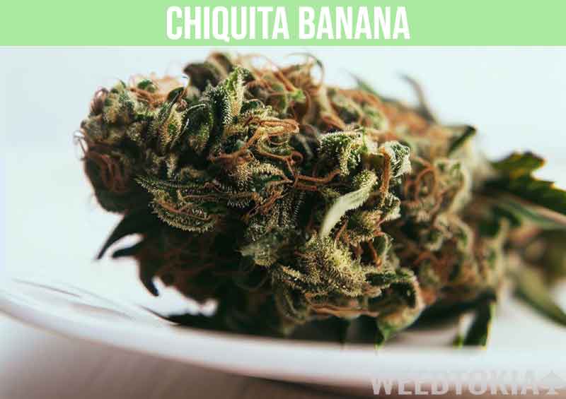 Chiquita Banana Marijuana