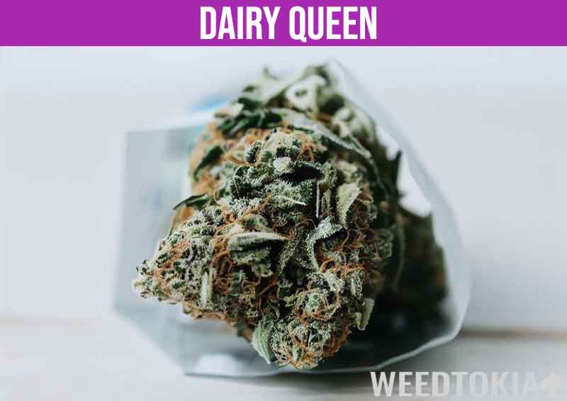 Dairy Queen cannabis wrapped