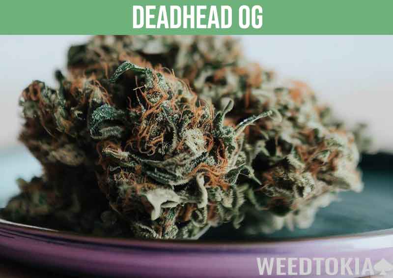 Deadhead OG, very high in THC content