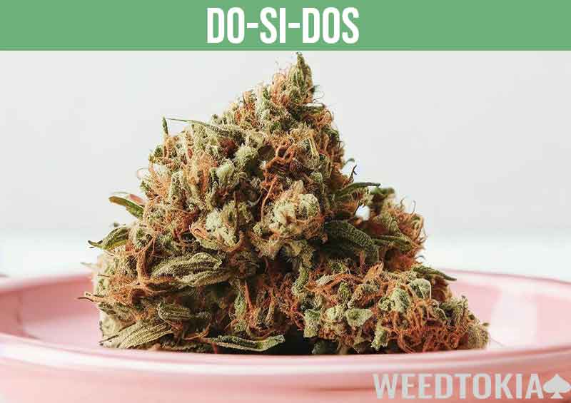 Do-Si-Dos marijuana strain