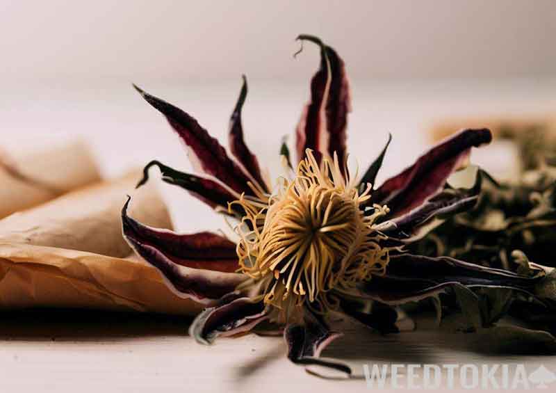 Dried Passionflower next to rolling papers