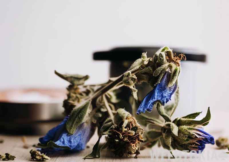 Dried Skullcap flower next to marijuana bud and grinder