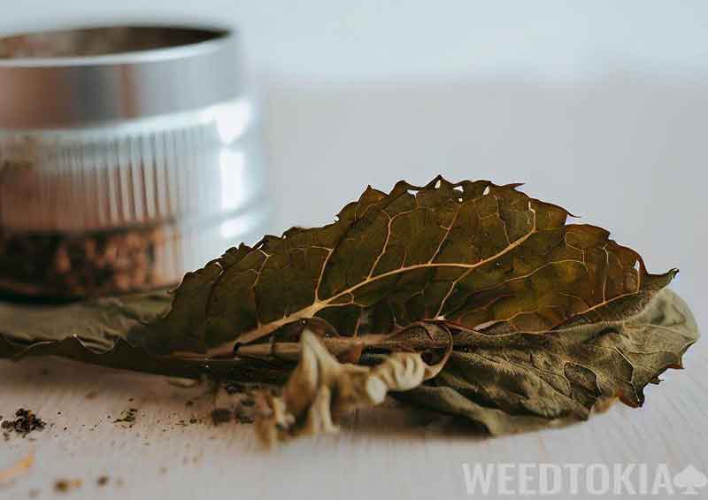 Dried smokable Wild Lettuce