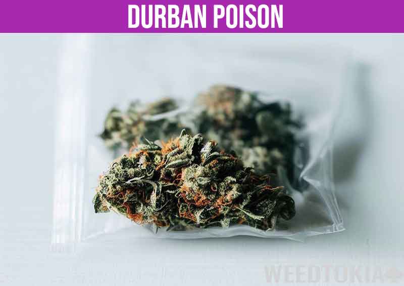 Durban Poison sativa strain