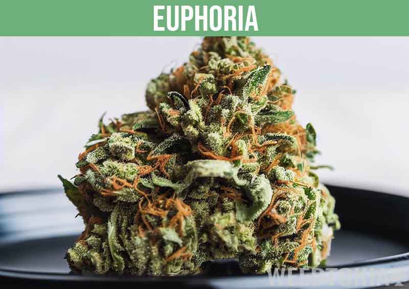 Euphoria bud on black plate