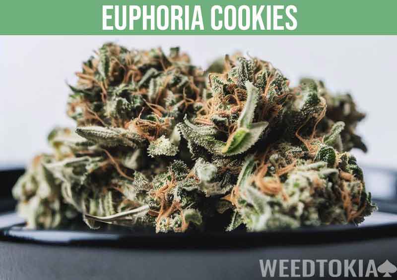 Euphoria Cookies big bud