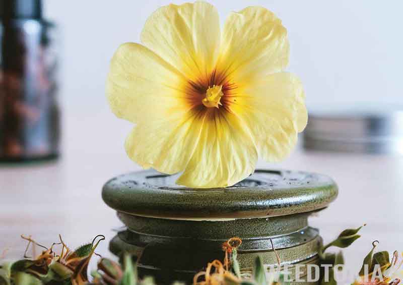 Fresh Damiana flower over a weed grinder