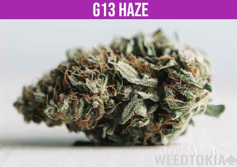 G13 Haze big bud