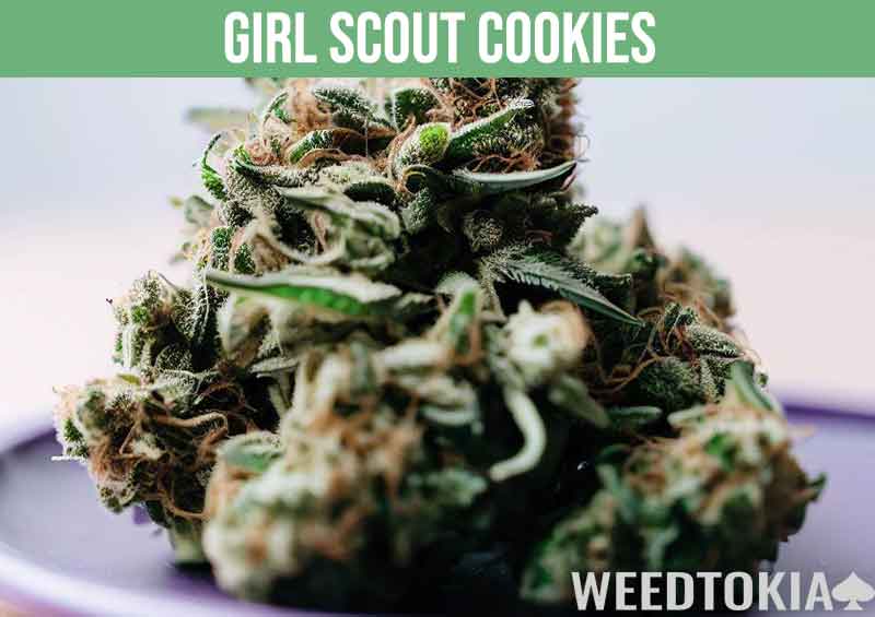 Girl Scout Cookies, a popular potent strain