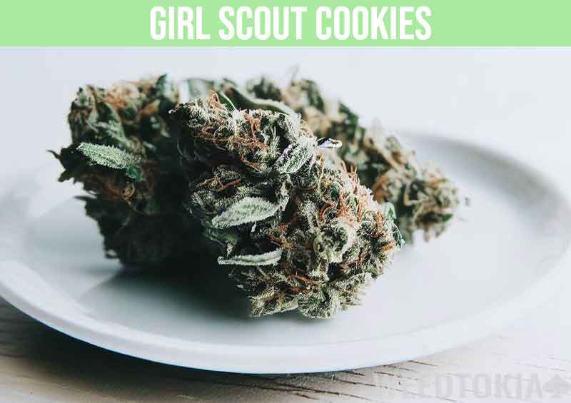 Girl Scout Cookies cannabis strain on plate