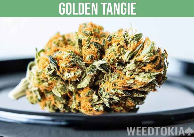 Golden Tangie vibrant bud