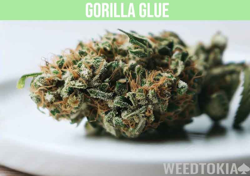 Gorilla Glue hybrid marijuana strain