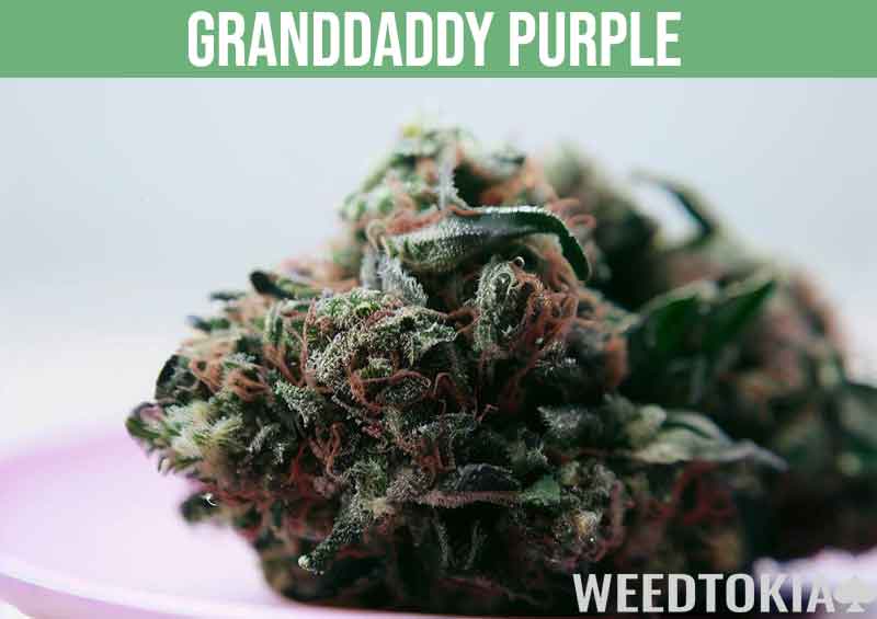 Granddaddy Purple colorful cannabis strain