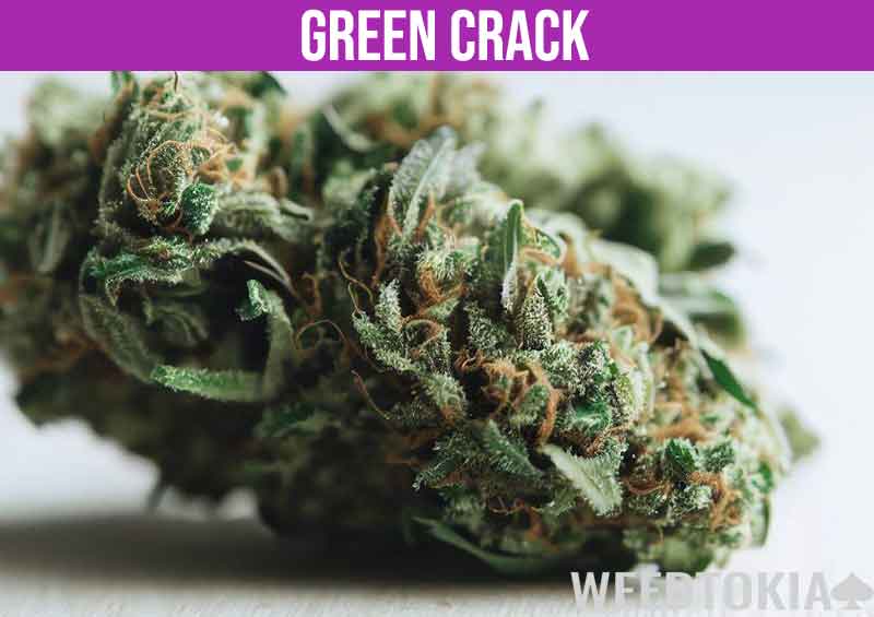 Green Crack cannabis zoomed in