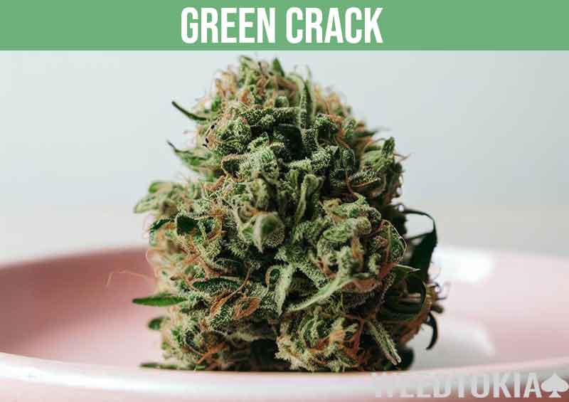 Green Crack marijuana strain