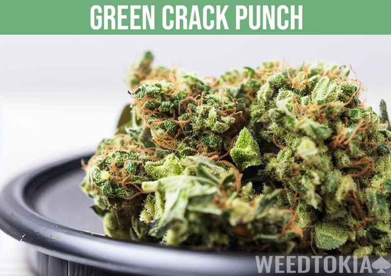 Green Crack Punch on black plate