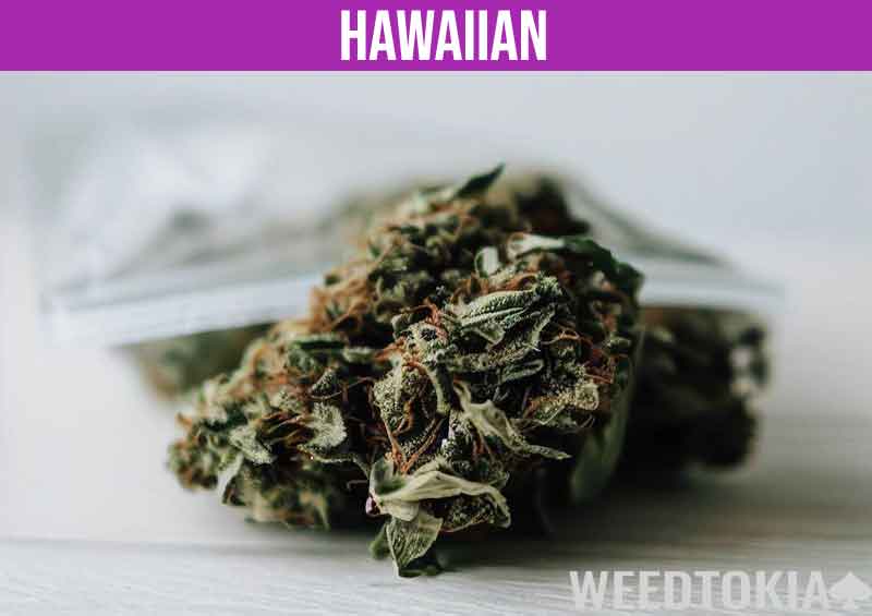 Hawaiian strain