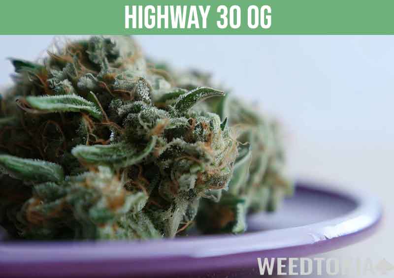 Highway 30 OG, a powerful strain