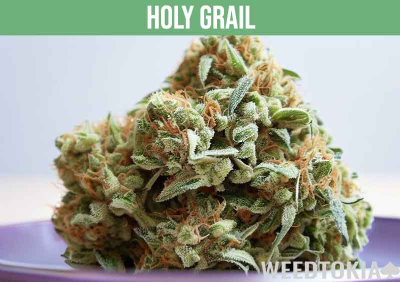 Holy Grail strain with beautiful orange hairs