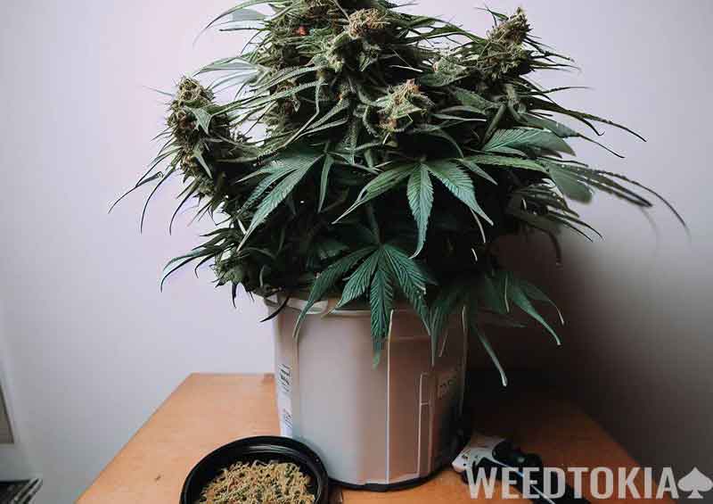 Hybrid strain growing in bucket